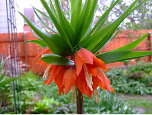 ������ ����� ���� 155,5�.jpg