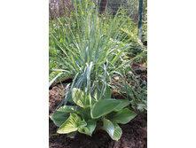 ����� ������-�����