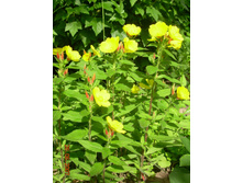 19.06.07 ����� 011.jpg