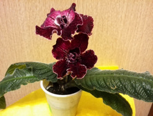 DS- ���������