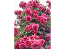 �������� �������