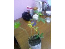 �������� ���������� 70 ���.