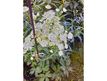 ��������� �����, 100 �.