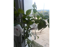 IMG 20150606 113939.jpg