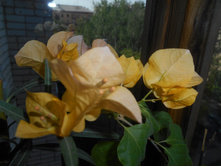 California Gold