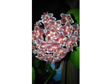 ���� Silver Pink