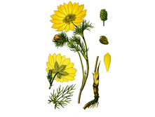 ������, �����, 50�. 65 ���.