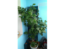 IMAG0921.jpg