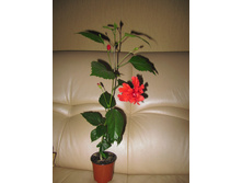 ����. ��� �������� (18.06.2015)