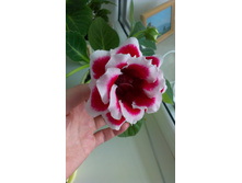 IMAG0779.jpg