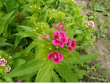 �������� �������� ����� ����������