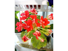 IMG 20150629 183723.jpg