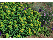 ������� �������������� 90-120 ���