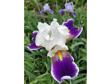 20150601 090550 Richtone(HDR).jpg