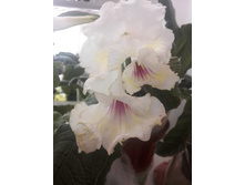 ������������� Roma