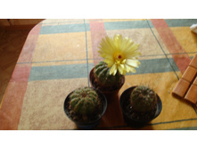 ������� ���������������