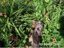 �������� ����������