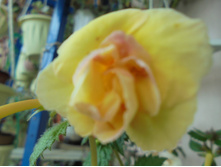 DSC00963.JPG