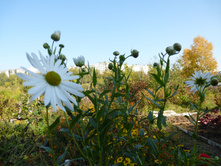 P1020841.JPG ��������,������� ����� �����.