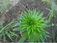 ����� �����