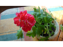 Kittbridge ����