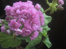 IMG 20150623 155742 348.jpg