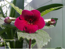 �������� Nightfall -  ��������-��������