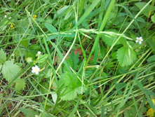 IMG 20150613 152936.jpg