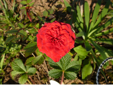 P1020842.JPG ��������� ����,����� ����� � ����