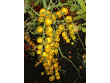 ������� ������� (�����). 18  ���..jpg