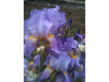 ����������� 007.jpg