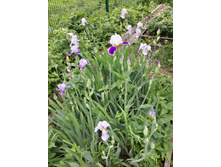 20150601 090306 Richtone(HDR).jpg