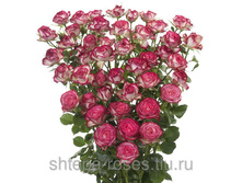 ����� (Imara) - �����