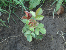 ������� 2015