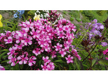 ����� ���� ����