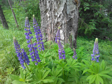 IMG 20150613 143936.jpg