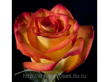 ���&������ (High&Magic), NIRP International, �������