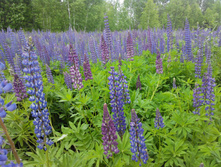 IMG 20150613 142249.jpg