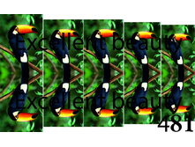 481
