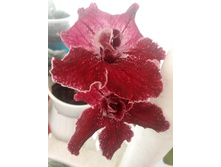 DS-��������� (�����)