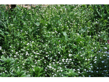 ��������� ����� ( �����)