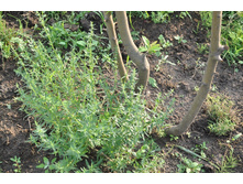 ��������, ��� ������