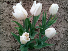 IMG 20150516 133945.jpg