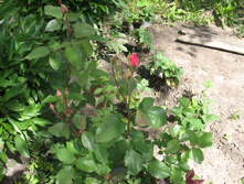 IMG 2913.JPG