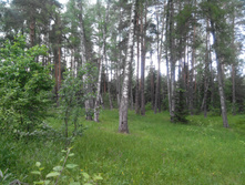 IMG 20150613 152618.jpg