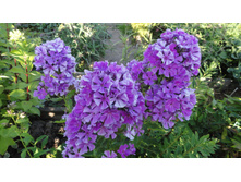 ����� ������� ������