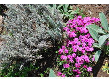 ����� ����������. �������