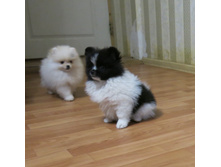 ������ 003.JPG