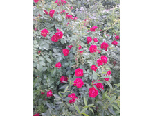 20150620 181828 Richtone(HDR).jpg