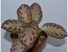 ������� Pink acajou.jpg